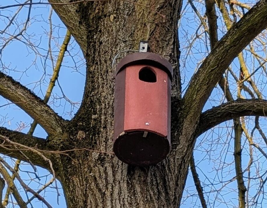 Nistkasten für Dohlen